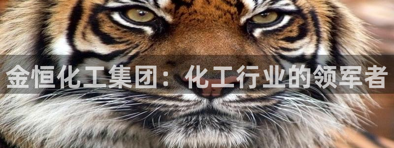 球盟会能提现吗