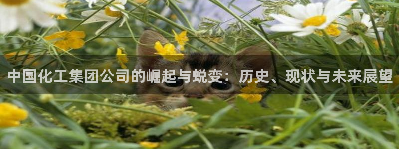 球盟会登陆入口